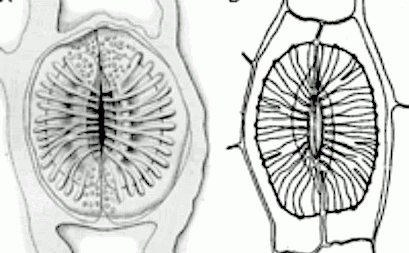 Stomata in Equisetum and Psilotum