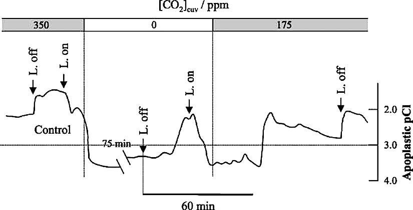 CO2-triggered chloride release and kinetics of the onset of stomatal closure