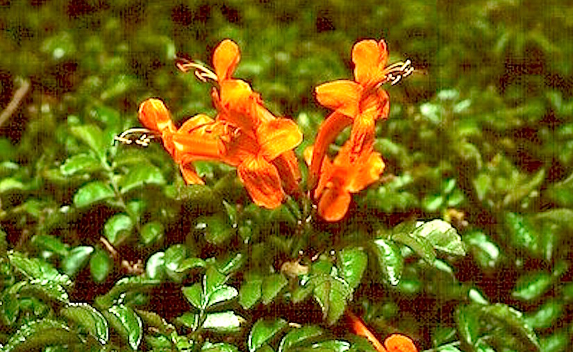 Stomata in Bignoniaceae